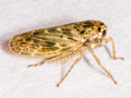 Euscelidius variegatus